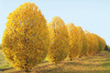 Граб обыкновенный (лат. Carpinus betulus), семена