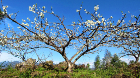 Слива иволистная, или слива китайская, или цзюйлинка (лат. Prunus salicina), семена