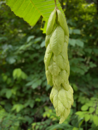 Граб сердцелистный (лат. Carpinus cordata), семена
