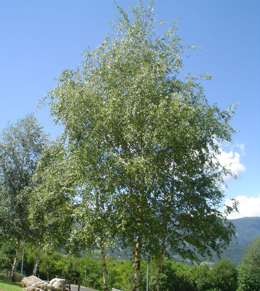 Береза повислая (лат. Betula pendula), семена