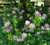 Рододендрон крупнейший (Rhododendron maximum), семена 0,2 грамма