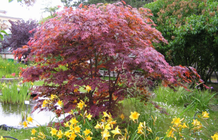 Клен дланевидный, или Клен пальчатый (лат. Acer palmatum), семена