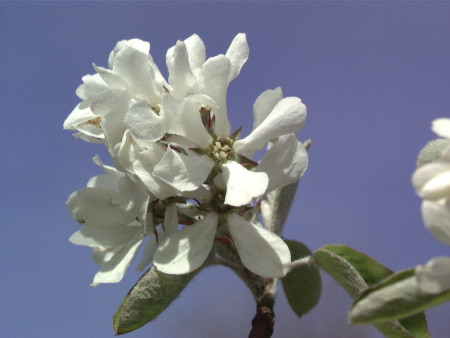 Ирга круглолистная (лат. Amelanchier rotundifolia), семена