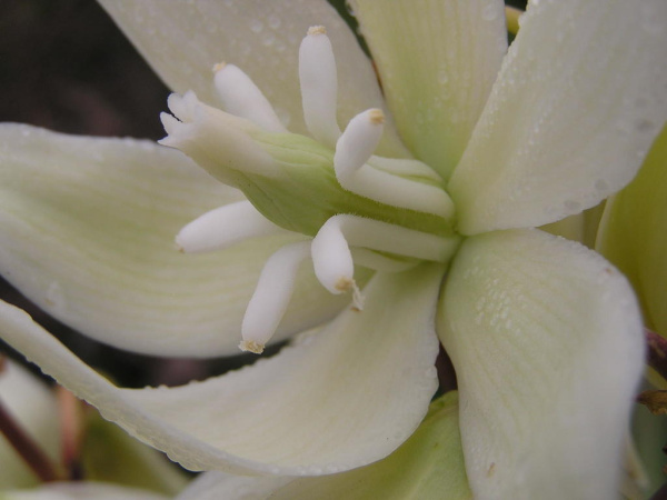 Юкка славная (лат. Yucca gloriosa), семена 0,2 грамма