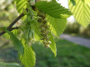Граб обыкновенный (лат. Carpinus betulus), семена