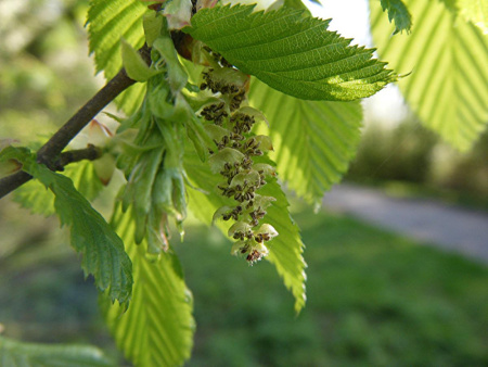 Граб обыкновенный (лат. Carpinus betulus), семена