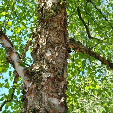 Береза черная (лат. Bеtula nigra), семена