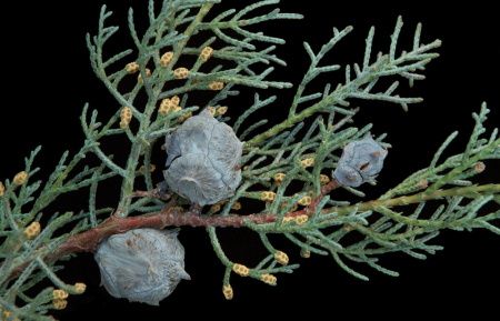 Кипарис аризонский (лат. Cupressus arizonica), семена