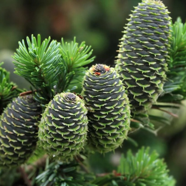 Пихта сахалинская (лат. Abies sachalinensis), семена 0,2 грамма