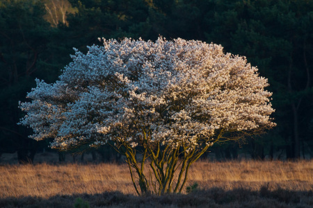 Ирга канадская (лат. Amelanchier canadensis), семена
