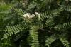 Рябина Кёне (лат. Sorbus koehneana), семена