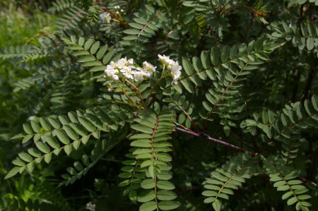 Рябина Кёне (лат. Sorbus koehneana), семена