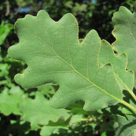 Дуб пушистый (лат. Quercus pubescens) 10 шт, семена 
