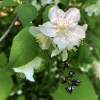 Чубушник тонколистный (лат. Philadelphus tenuifolius), семена