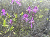 Рододендрон канадский фиолетовый (лат. Rhododendron canadense) 0,02 грамма, семена