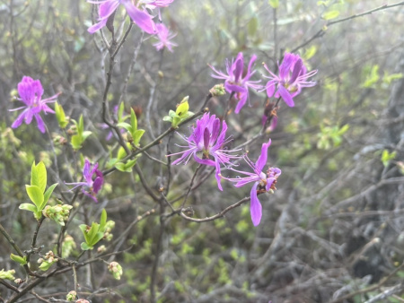 Рододендрон канадский фиолетовый (лат. Rhododendron canadense) 0,02 грамма, семена