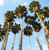 Пальма Вашингтония крепкая (лат. Washingtonia robusta), семена