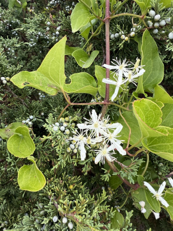 Клематис трехцветковый (лат. Clematis terniflora), семена 