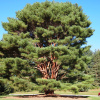 Сосна густоцветная (лат. Pinus densiflоra), семена