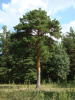 Сосна обыкновенная (лат. Pinus sylvestris), саженец, 1 шт
