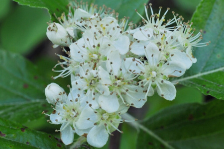 Рябина круглолистная (лат. Sorbus aria), семена