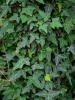 Плющ обыкновенный (лат. Hedera helix), семена