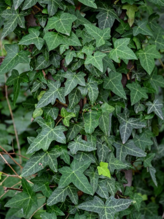 Плющ обыкновенный (лат. Hedera helix), семена