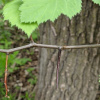Боярышник крупноколючковый (лат. Crataegus macracantha), семена