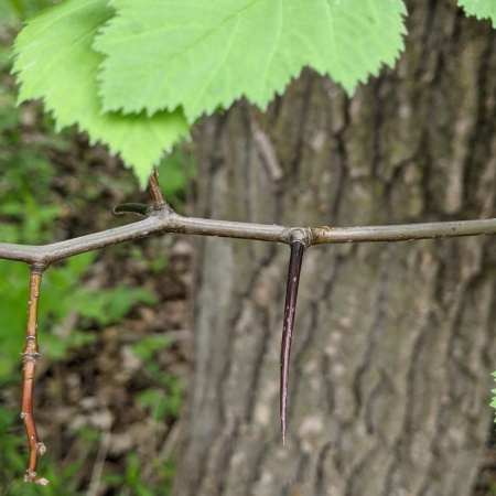 Боярышник крупноколючковый (лат. Crataegus macracantha), семена