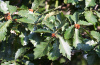 Дуб зубчатый (лат. Quercus dentata) 10 шт, семена