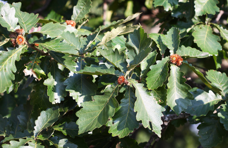 Дуб зубчатый (лат. Quercus dentata) 10 шт, семена