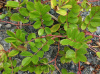 Роза Максимовича (Rosa maximowicziana), семена 
