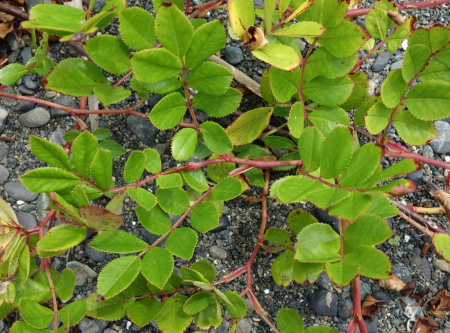 Роза Максимовича (Rosa maximowicziana), семена 