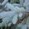 Ель колючая, или Ель голубая (лат. Picea pungens), семена