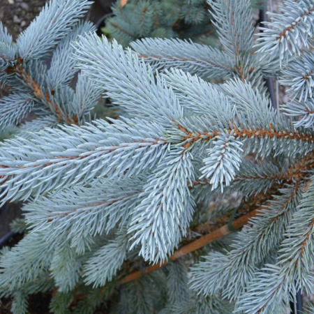 Ель колючая, или Ель голубая (лат. Picea pungens), семена