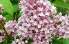 Сирень венгерская (лат. Syringa josikaea), саженец, 1 шт