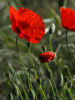 Мак самосейка (лат. Papaver rhoeas), 1000 шт