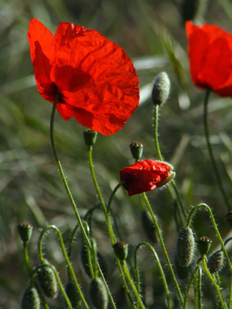 Мак самосейка (лат. Papaver rhoeas), 1000 шт