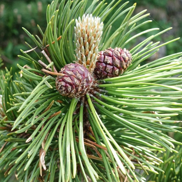 Сосна Бунге, или Сосна кружевнокорая (лат. Pinus bungeana), семена