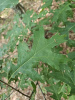 Дуб шарлаховый (лат. Quercus coccinea) 10 штук, семена