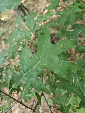 Дуб шарлаховый (лат. Quercus coccinea) 10 штук, семена