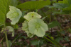 Морозник кавказский (лат. Helleborus caucasicus), семена