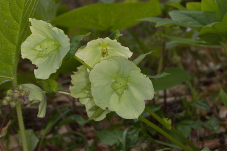 Морозник кавказский (лат. Helleborus caucasicus), семена