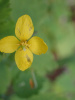 Чистотел большой (лат. Chelidonium majus), семена