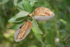 Миндаль сладкий "Бумажноскорлупный" (лат. Prunus dulcis "Бумажноскорлупный"), семена
