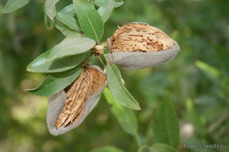 Миндаль сладкий "Бумажноскорлупный" (лат. Prunus dulcis "Бумажноскорлупный"), семена