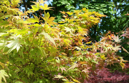 Клен дланевидный, или Клен пальчатый (лат. Acer palmatum), семена
