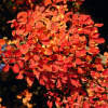 Скумпия кожевенная Голден Спирит (Cotinus coggygria 'Golden Spirit'), семена