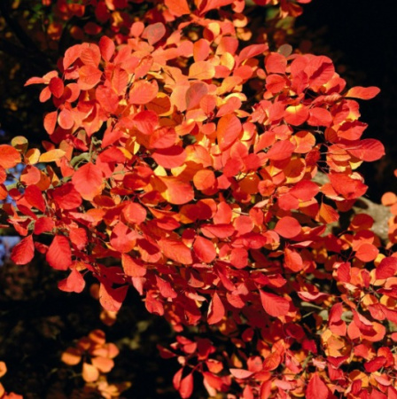 Скумпия кожевенная Голден Спирит (Cotinus coggygria 'Golden Spirit'), семена