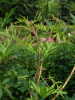 Пион Делавея (лат. Paeonia delavayi), семена
